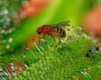 White Flower CAPE SUNDEW Drosera Capensis alba Green Plant South African Carnivorous 10 Seeds