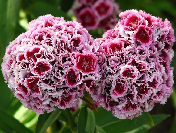 PERENNIAL SWEET WILLIAM DIANTHUS BARBATUS WEE WILLIE FLOWER SEEDS MIX 40