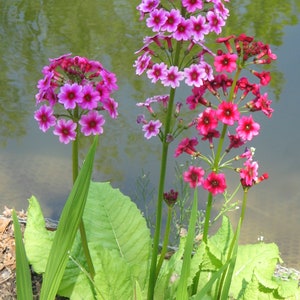 JAPANESE PRIMROSE Primula Japonica Hardy Perennial, 10 Seeds image 5