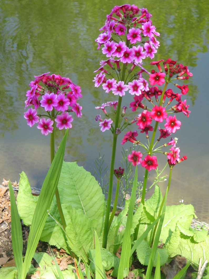 JAPANESE PRIMROSE Primula Japonica Hardy Perennial, 10 Seeds image 5