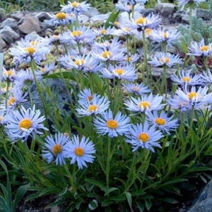 ALPINE ASTER Alpinus Dwarf Compact Miniature Hardy Perennial 20 Seeds image 2