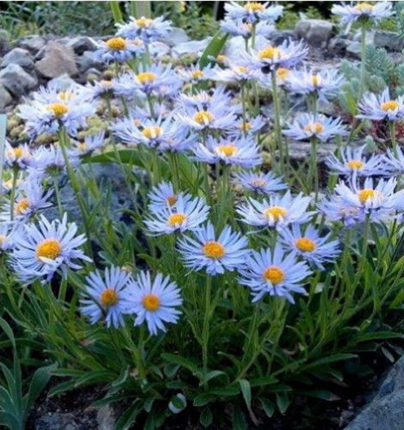 ALPINE ASTER Alpinus Dwarf Compact Miniature Hardy Perennial 20 Seeds image 2