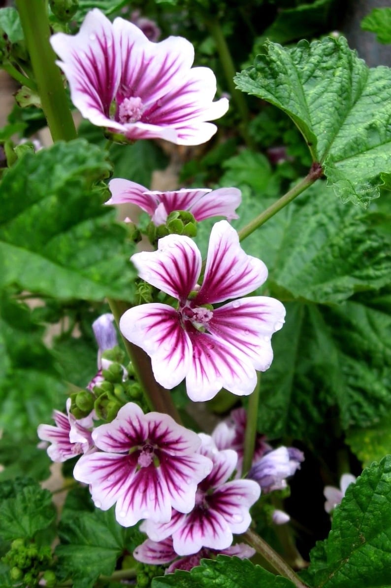 ZEBRINA HOLLYHOCK Malva Sylvestris Striped Stripes Red Purple White Pink 20 Seeds image 2