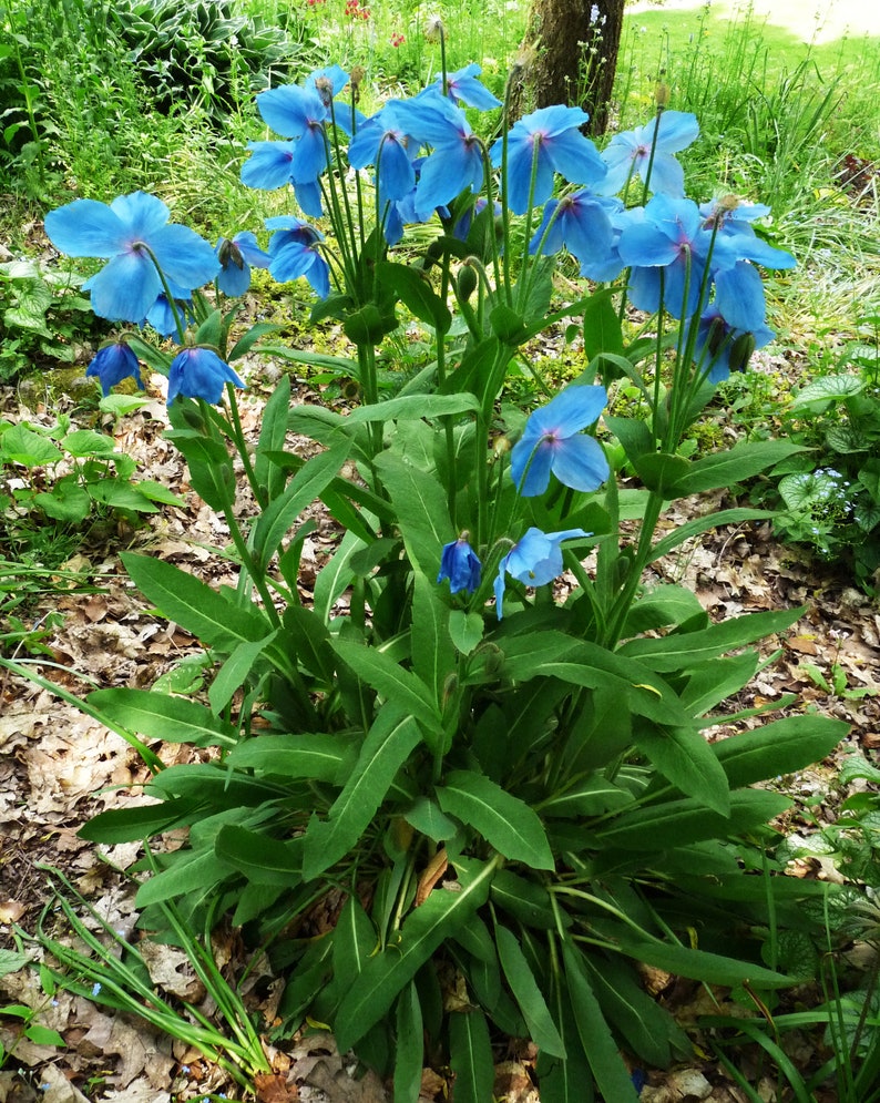 BLUE POPPY With PINK Meconopsis Sheldonii Grandis Lingholm Himalayan Papaver, 10 Rare Seeds image 4