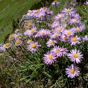 ALPINE ASTER Alpinus Dwarf Compact Miniature Hardy Perennial 20 Seeds image 3