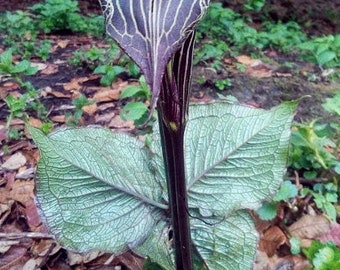 Rare BIG LEAF GIANT Himalayan Jack In The Pulpit Arisaema Speciosum Cobra Lily 3 Large Seeds