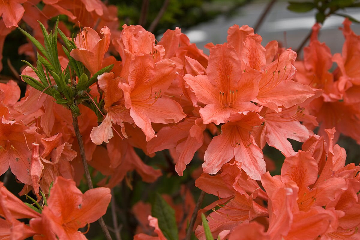 NARANJA AZALEA Salmón Japonés Rhododendron japonicum Arbusto - Etsy México