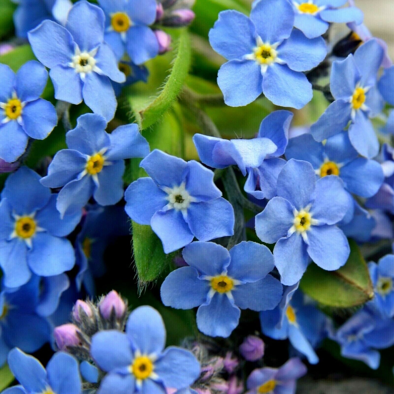 Compact Alpine Blue ME NOT Hardy Perennial Myosotis Etsy Canada