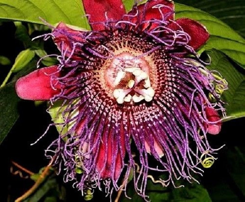 PASSION FLOWER Passiflora Quadrangularis Granadilla FRAGRANT Etsy Canada