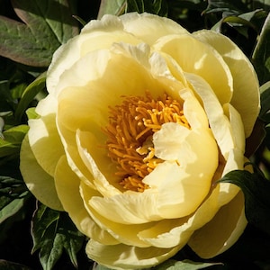 PIVOINE ARBRE JAUNE D'énormes fleurs ! Arbuste rustique Paeonia Lutea, 5 grosses graines