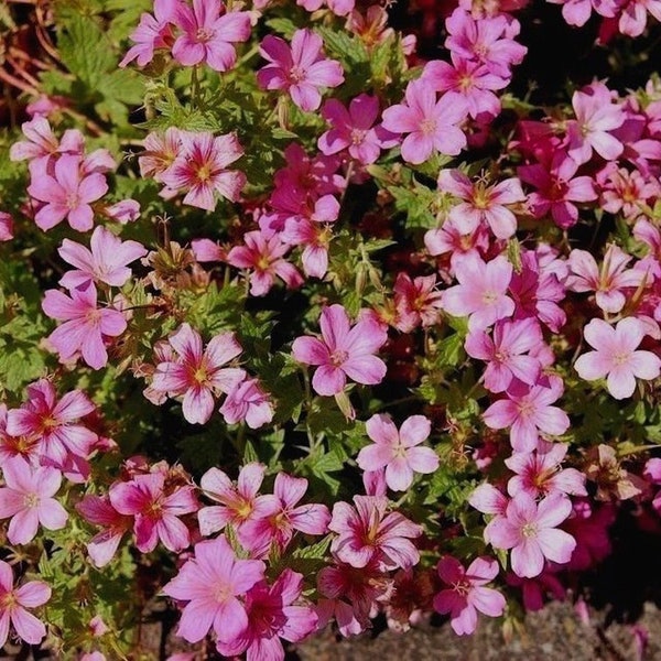 HARDY PERENNIAL GERANIUM Rubescens Deep Rich Pink Flowers 10 Seeds