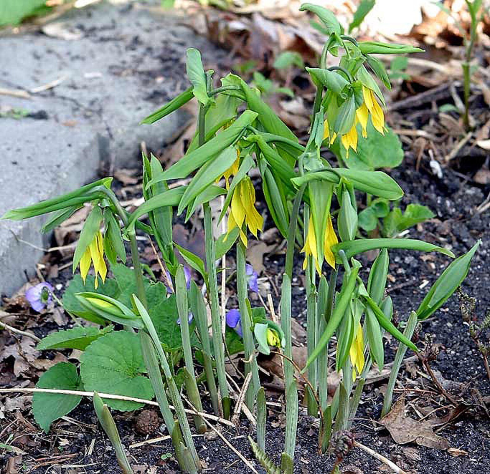 BELLWORT Uvularia Grandiflora Yellow Wildflower Native Etsy