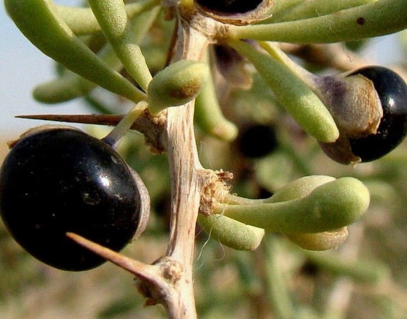BLACK GOJI Berry Wolfberry Lycium Ruthenicum Wolf Berry 10 Etsy