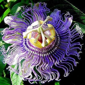 Hardy PURPLE PASSION FLOWER Vine Passiflora Incarnata Climbing Vine 5 Seeds image 2