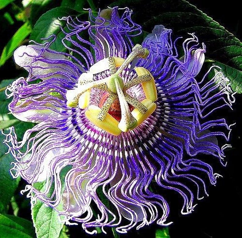 Hardy PURPLE PASSION FLOWER Vine Passiflora Incarnata Climbing Vine 5 Seeds image 2