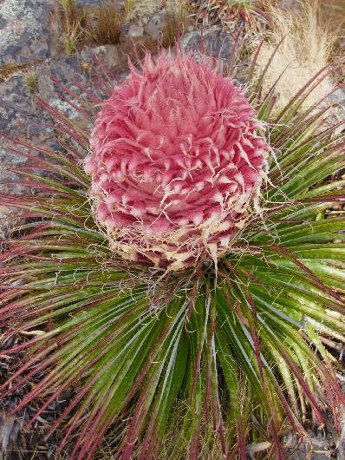 PINK PUYA Puya Weberiana 5 seltene Samen Etsy