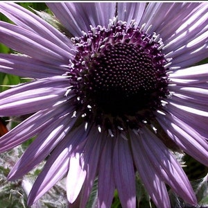 BERKHEYA PURPUREA Zulu Warrior Unique Rare Purple Hardy Perennial 5 Seeds image 1