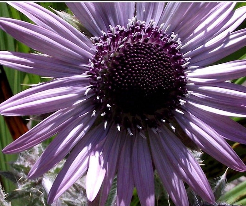 BERKHEYA PURPUREA Zulu Warrior Unique Rare Purple Hardy Perennial 5 Seeds image 1