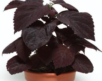 COLEUS DARK CHOCOLATE Premium Foliage Black Red Mahogany Sun Shade, 10 Rare Seeds