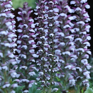 BEAR'S BRITCHES Acanthus Mollis Hardy Perennial Focal Point 5 Large Seeds image 2