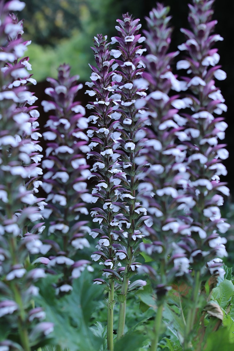 BEAR'S BRITCHES Acanthus Mollis Hardy Perennial Focal Point 5 Large Seeds image 2