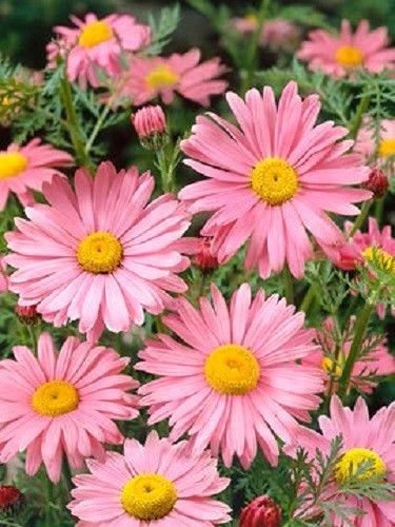 PAINTED DAISY Mix Perennial Chrysanthemum Tanacetum Coccineum Robinson 20 Seeds image 3