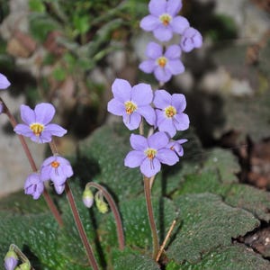 HARDY AFRICAN VIOLET! Ramonda Perennial Myconi Pyrenean Rosette Mullein, 10 Seeds