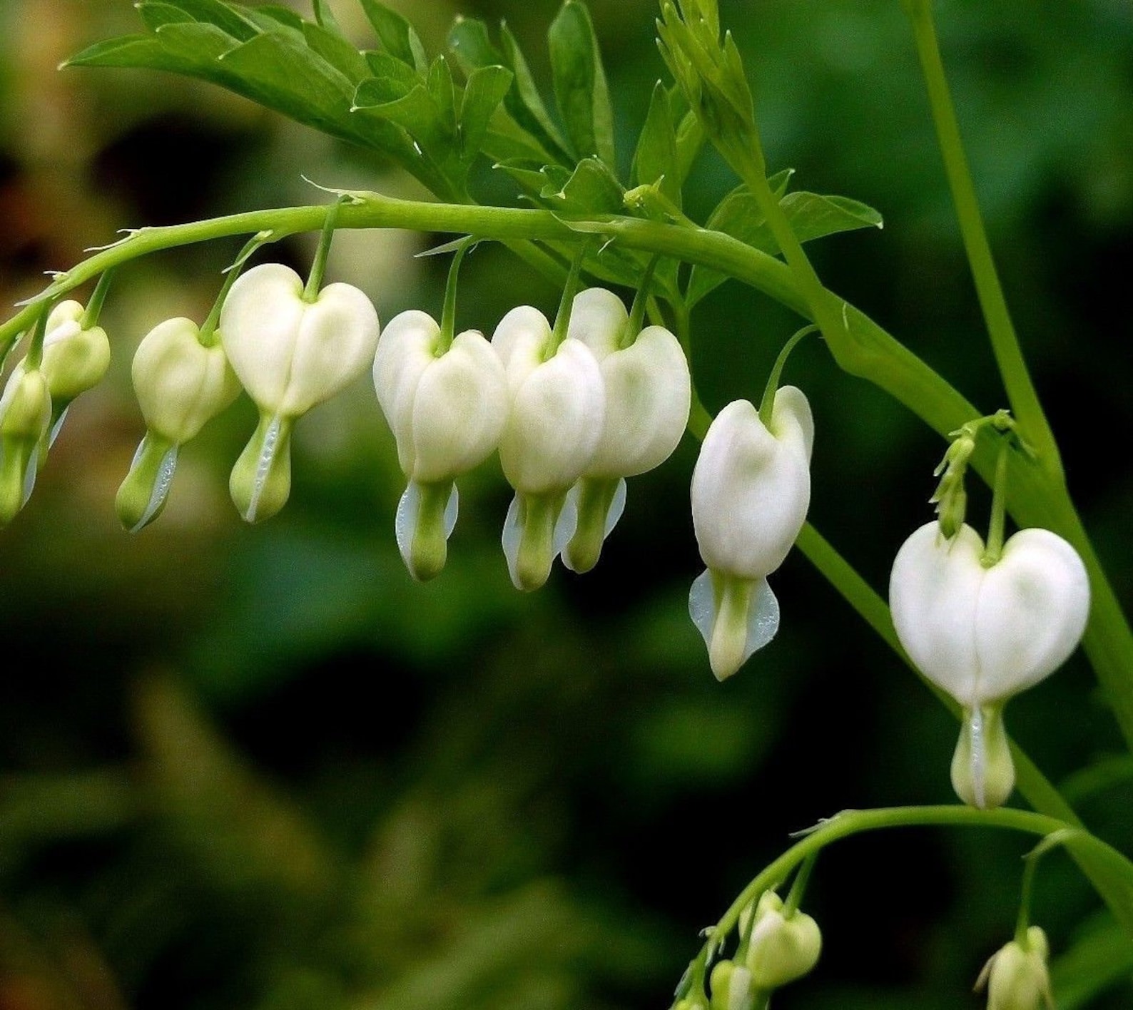 wild bleeding heart white wild bleeding heart white