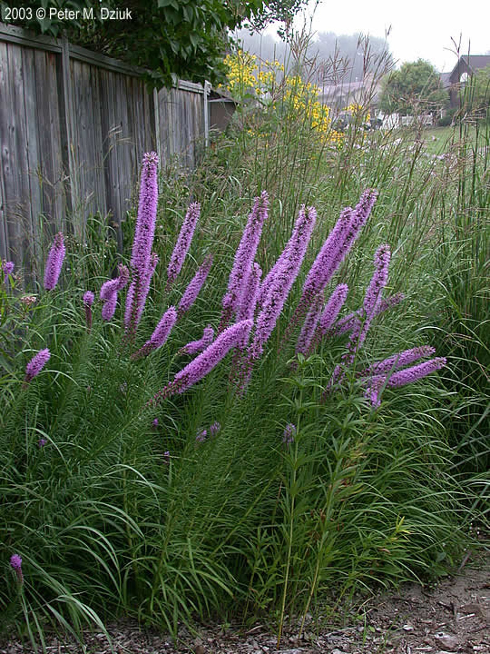 PRAIRIE BLAZING STAR Liatris Pycnostachya Wildflower 10 Seeds Etsy