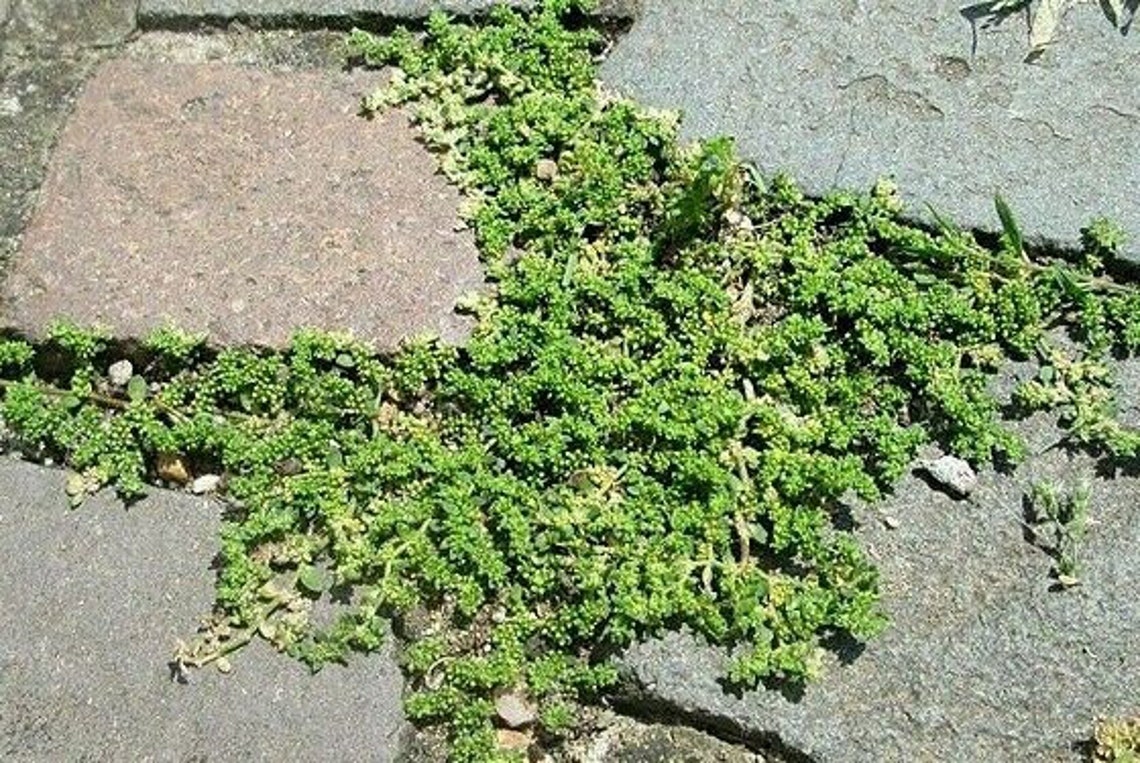GREEN CARPET Rupturewort Herniaria Glabra Ground Cover 20 Etsy