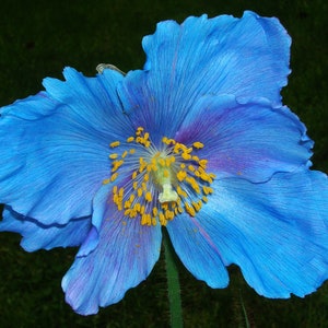 BLUE POPPY With PINK Meconopsis Sheldonii Grandis Lingholm Himalayan Papaver, 10 Rare Seeds image 3