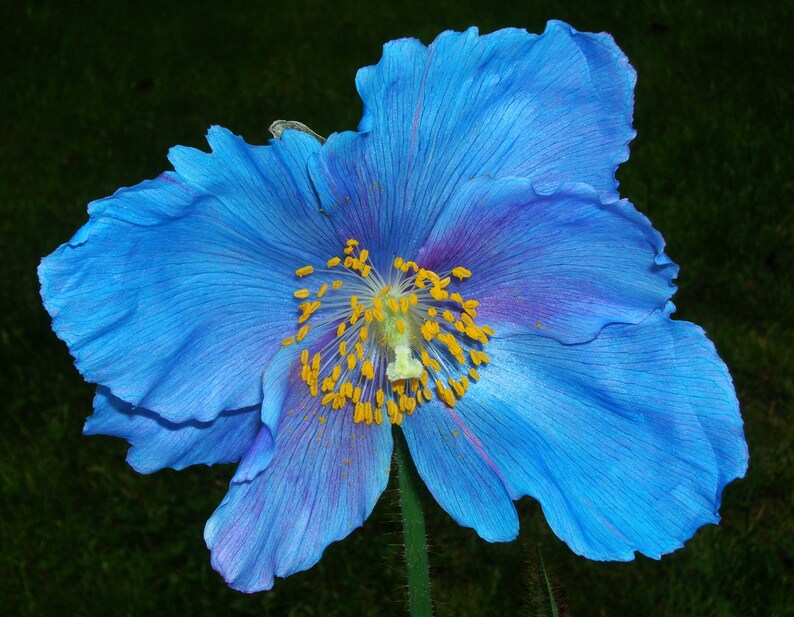 BLUE POPPY With PINK Meconopsis Sheldonii Grandis Lingholm Himalayan Papaver, 10 Rare Seeds image 3