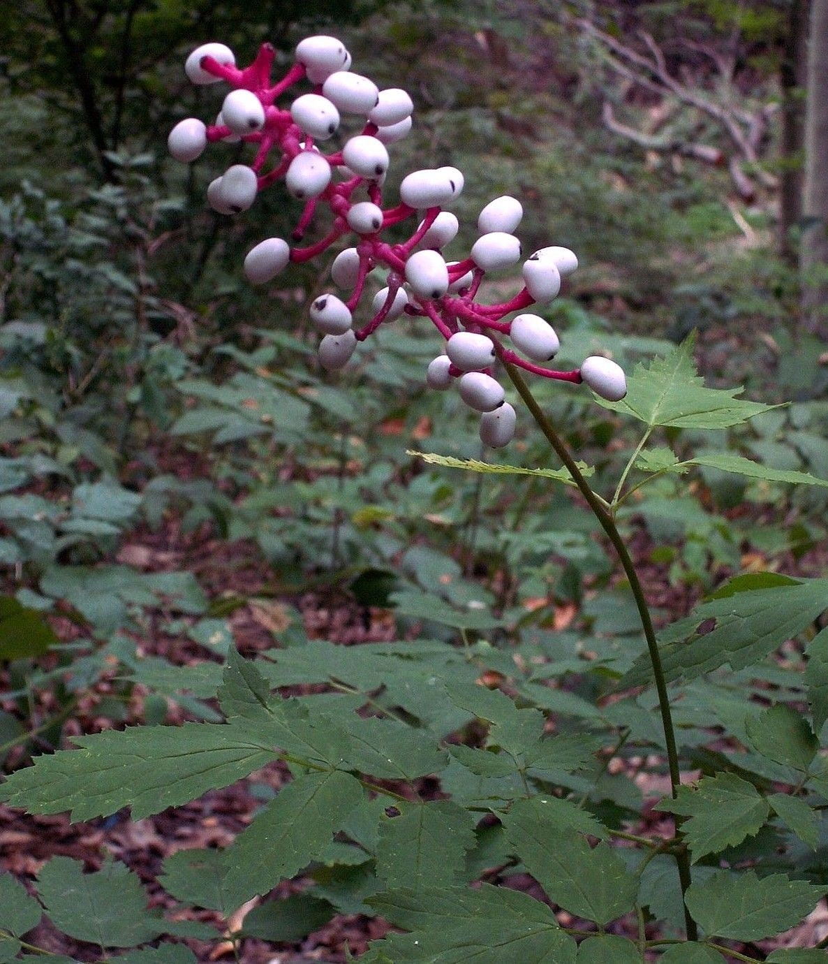 DOLL'S EYES Actaea Pachypoda Native Hardy Perennial Etsy