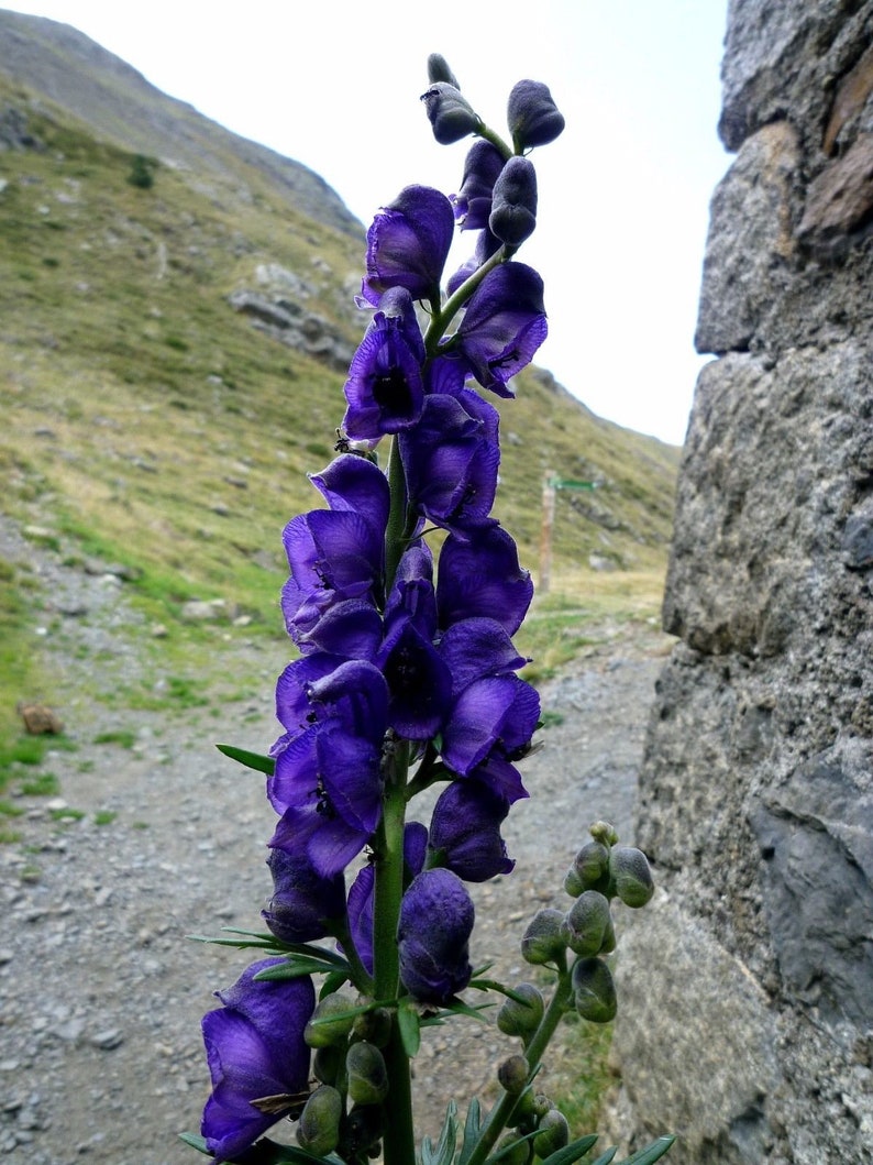 MONK'S HOOD Wolfs Bane Aconitum Napellus Perennial Blue Etsy