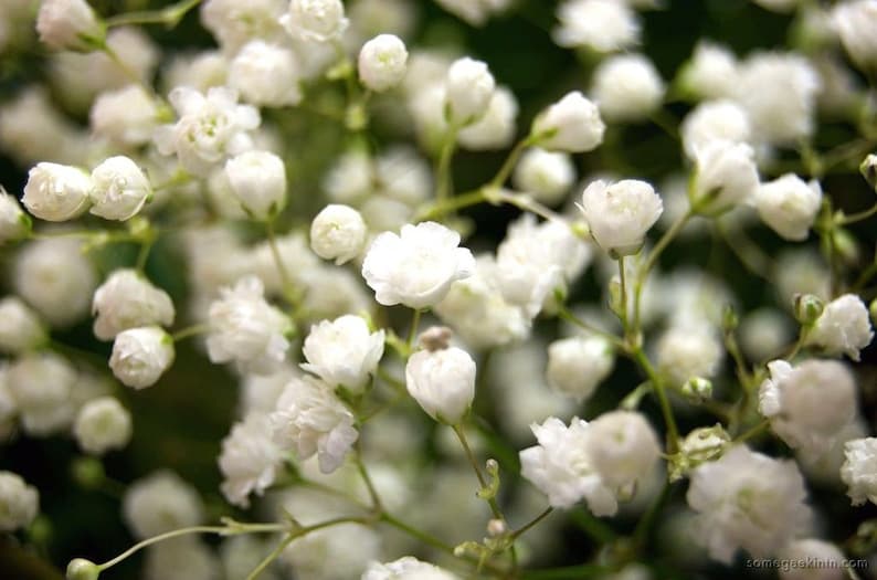 DOUBLE BABY'S BREATH Hardy Perennial hard to Find Etsy