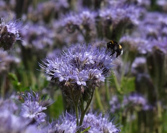 LACY PHACELIA, BLUE Tansy Phacelia tanacetifolia Perennial 50 Seeds