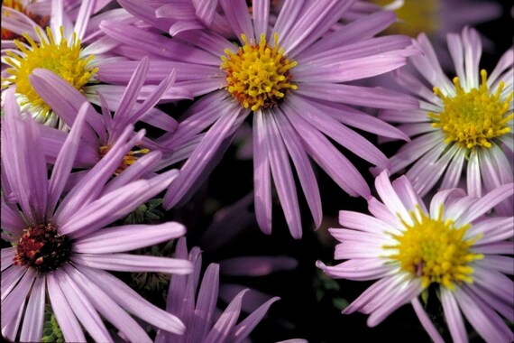 Aromatic Aster Fall Wild Blue Wildflower Symphyotrichum Etsy 日本 Aromatic Aster Fall Wild Blue Wildflower Symphyotrichum Etsy 日本