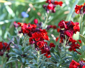May include: A close-up shot of vivid red flowers with dark centres, set against a backdrop of green foliage. The flowers are in full bloom, showcasing their intricate petal structure. The image captures the beauty of nature.