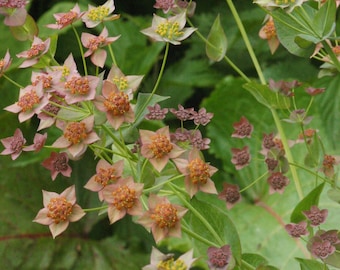HARE'S EAR 'Bronze Beauty' Bupleurum longifolium, 20 Seeds
