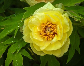 YELLOW TREE PEONY Huge Flowers! Paeonia Lutea Hardy Shrub, 5 Large Seeds