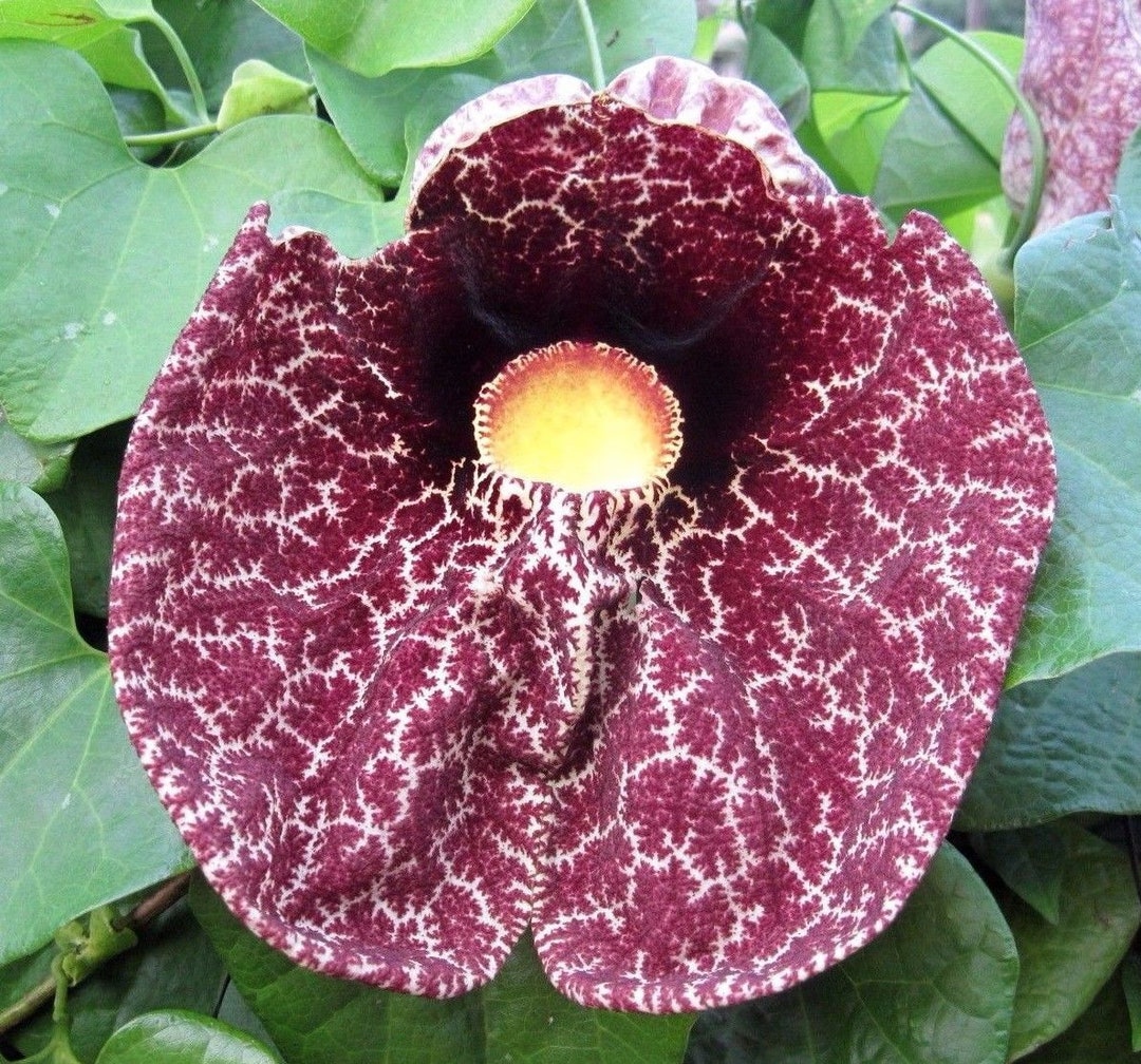 DUTCHMAN'S PIPE VINE Aristolochia Elegans Littoralis Etsy