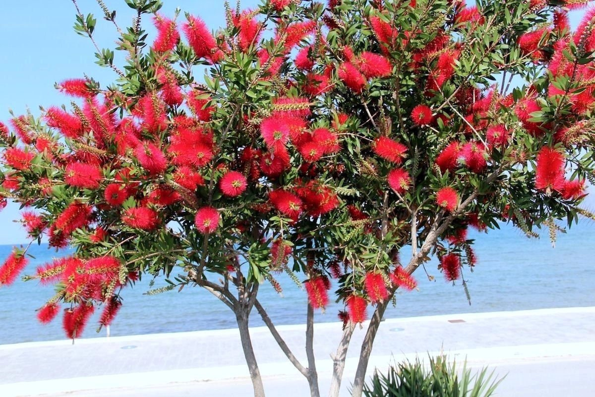 BOTTLEBRUSH TREE Hardy Shrub Red Unique Bottle Brush Etsy