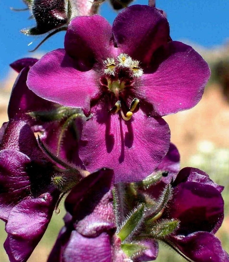 VERBASCUM TEMPTRESS FLOWER Phoeniceum Mix Mullein Perennial Mullien, 30 Seeds image 2