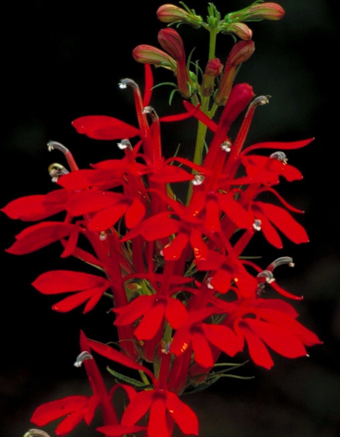 CARDINAL FLOWER Lobelia Cardinalis Red Perennial Hummingbirds Etsy