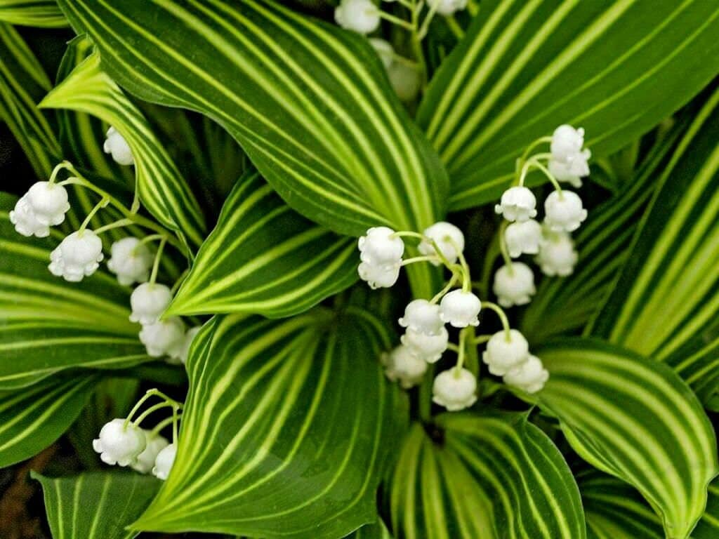variegated lily of the valley
