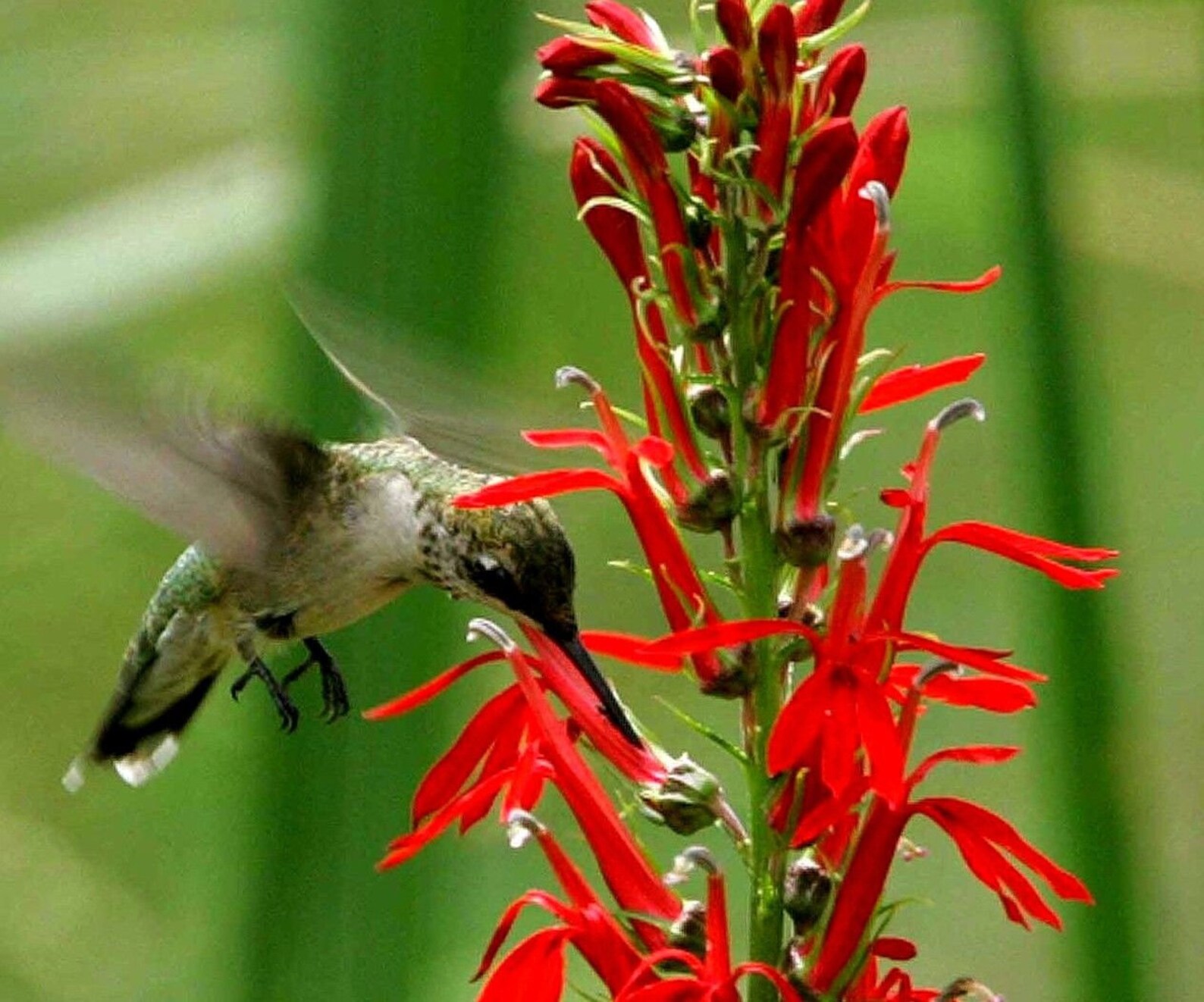CARDINAL FLOWER Lobelia Cardinalis Red Perennial Hummingbirds Etsy