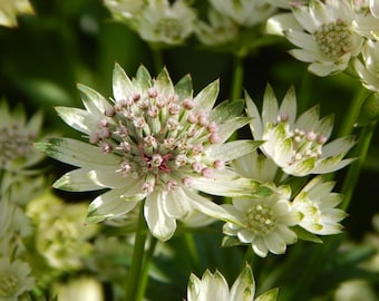 LESSER MASTERWORT Astrantia minor perennial 20 Seeds