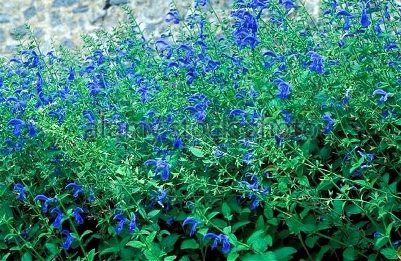 BLUE GENTIAN SAGE Salvia Patens Sky Perennial 3 Seeds Etsy