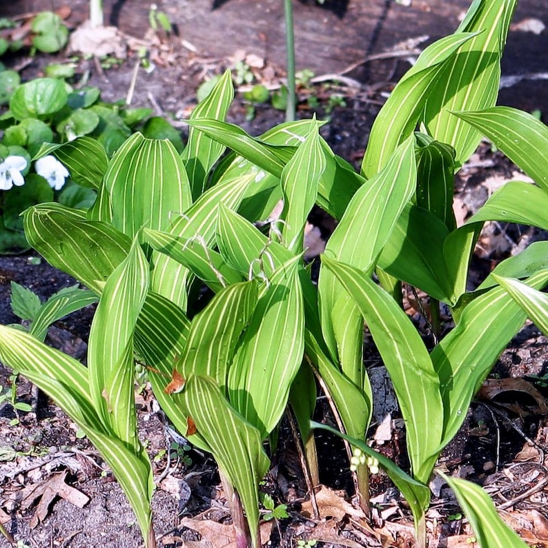 Ferri Seeds Lily of the Valley