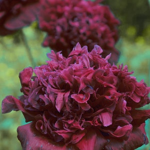 POPPY 'BLACK PEONY' Dark Papaver Paeoniflorum Double, 25 Seeds